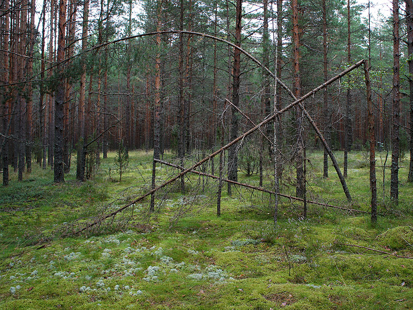 Атака в лесу (2012)