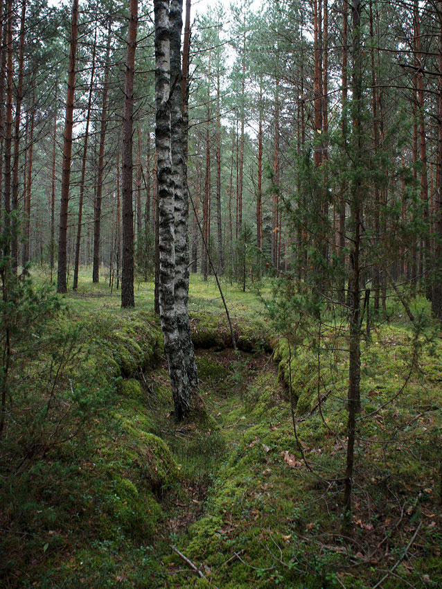 Атака в лесу (2012)