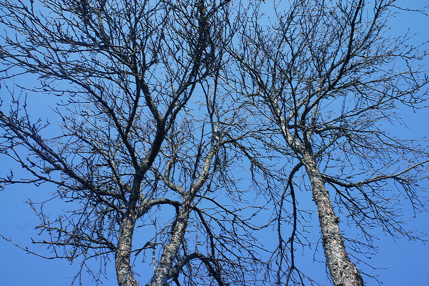 деревья и небо